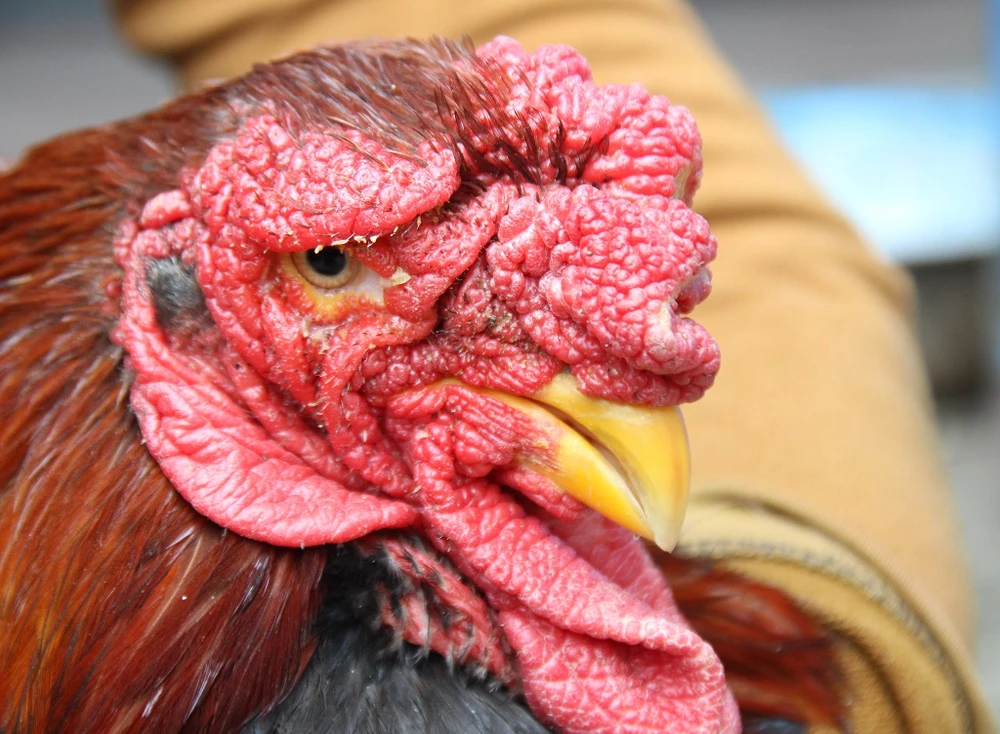 Tròn mắt ngắm cặp chân khủng của “vua gà” Đông Tảo ảnh 4