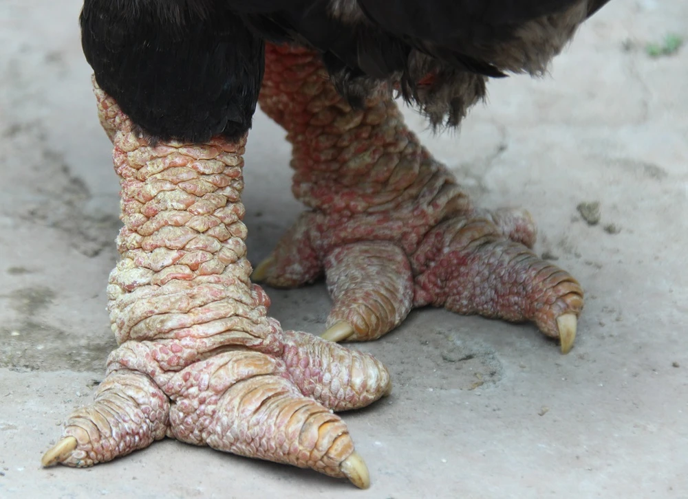 Tròn mắt ngắm cặp chân khủng của “vua gà” Đông Tảo ảnh 5