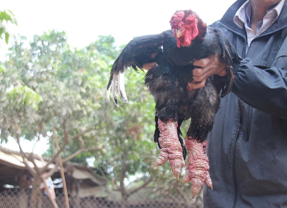 Tròn mắt ngắm cặp chân khủng của “vua gà” Đông Tảo ảnh 7