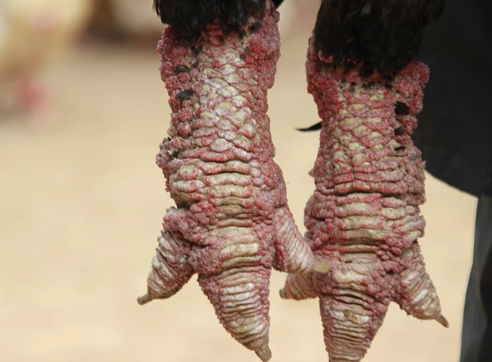 Tròn mắt ngắm cặp chân khủng của “vua gà” Đông Tảo ảnh 8