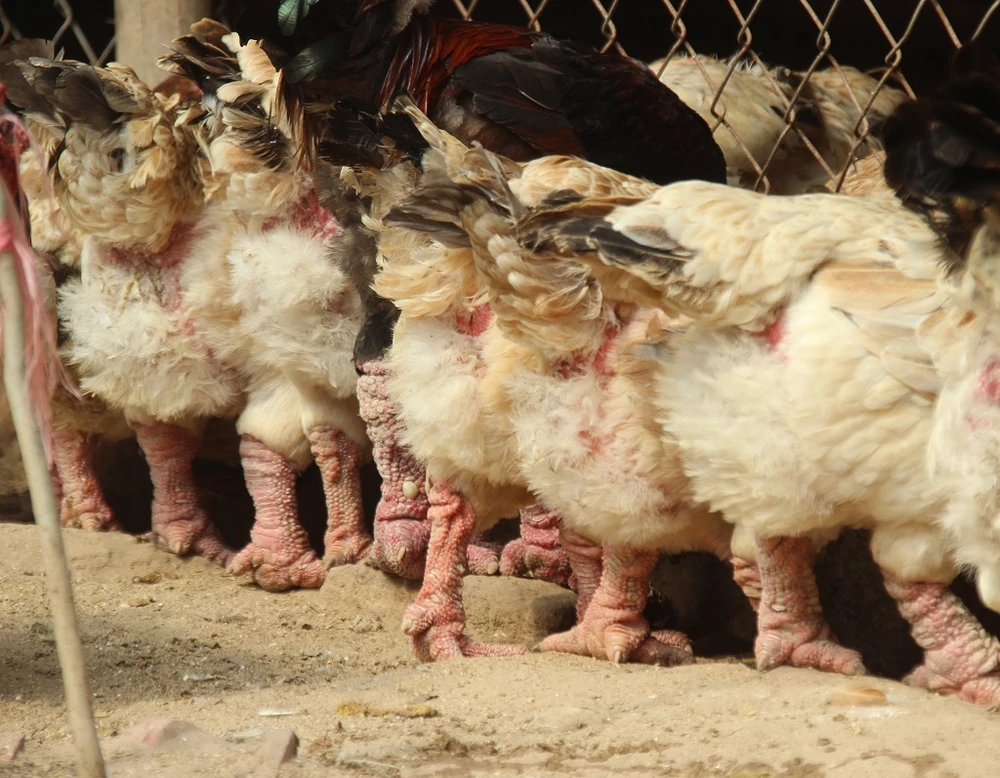 Tròn mắt ngắm cặp chân khủng của “vua gà” Đông Tảo ảnh 9