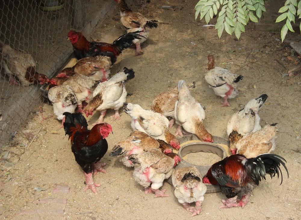 Tròn mắt ngắm cặp chân khủng của “vua gà” Đông Tảo ảnh 1