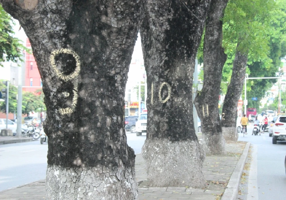 130 cây xanh chuẩn bị “nhường” chỗ cho đường sắt đô thị ảnh 9