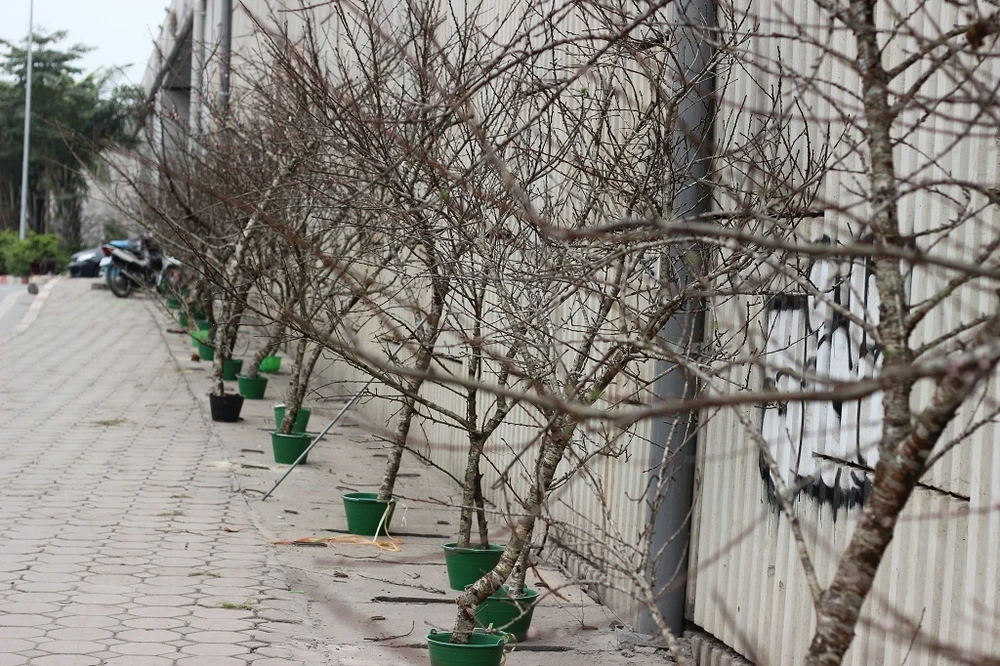 Hoa đào rừng đổ về khoe sắc khắp phố phường Hà Nội ảnh 2