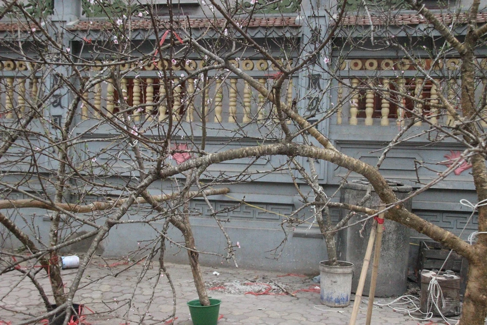 Hoa đào rừng đổ về khoe sắc khắp phố phường Hà Nội ảnh 3