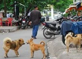 Dân TP.HCM mất hơn 26 tỉ/năm do chó cắn 
