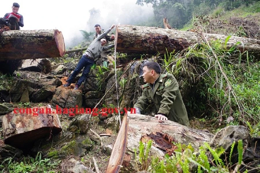 Hiện trường hai cây gỗ nghiến cổ thụ bị chặt hạ. Ảnh: CA