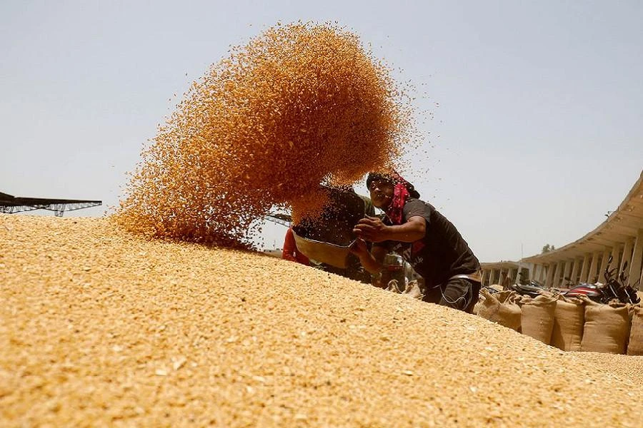 Công nhân sàng lọc lúa mì ở ngoại ô Ahmedabad, Ấn Độ. Ảnh: Reuters Công nhân sàng lọc lúa mì ở ngoại ô Ahmedabad, Ấn Độ. Ảnh: Reuters