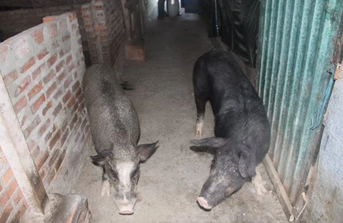 Ngộ nghĩnh 'vườn bách thú' của lính đảo Trường Sa ảnh 22