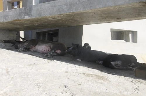 Ngộ nghĩnh 'vườn bách thú' của lính đảo Trường Sa ảnh 1