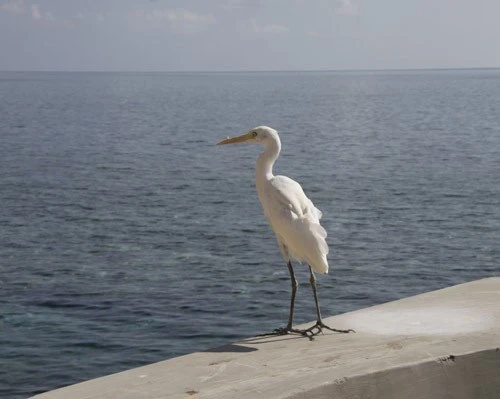 Ngộ nghĩnh 'vườn bách thú' của lính đảo Trường Sa ảnh 3