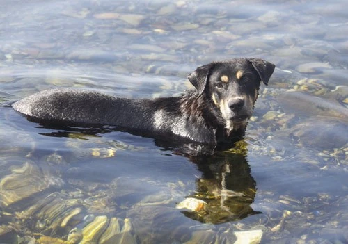 Ngộ nghĩnh 'vườn bách thú' của lính đảo Trường Sa ảnh 5