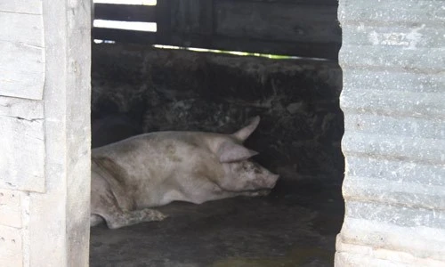 Ngộ nghĩnh 'vườn bách thú' của lính đảo Trường Sa ảnh 9