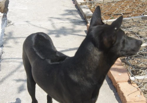 Ngộ nghĩnh 'vườn bách thú' của lính đảo Trường Sa ảnh 12