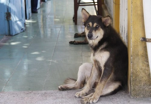 Ngộ nghĩnh 'vườn bách thú' của lính đảo Trường Sa ảnh 13