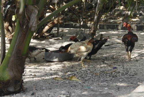 Ngộ nghĩnh 'vườn bách thú' của lính đảo Trường Sa ảnh 14