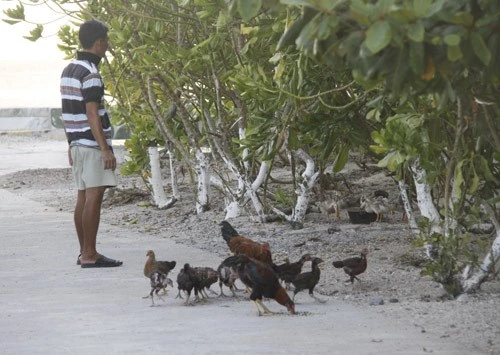 Ngộ nghĩnh 'vườn bách thú' của lính đảo Trường Sa ảnh 15