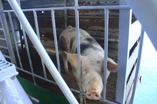 Ngộ nghĩnh 'vườn bách thú' của lính đảo Trường Sa ảnh 16