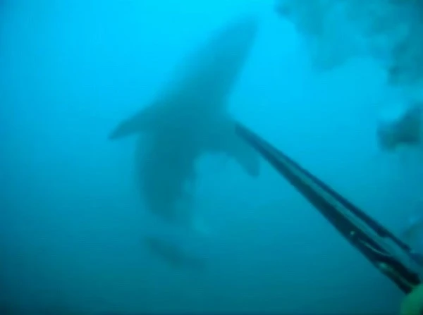 Thợ lặn may mắn sống sót khi đối mặt với cá mập trắng ảnh 1