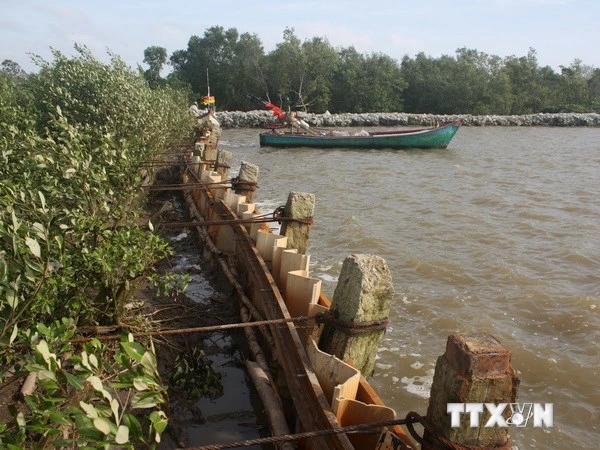 Đê biển Đông và Tây ở Cà Mau bị sạt lở nghiêm trọng ảnh 1