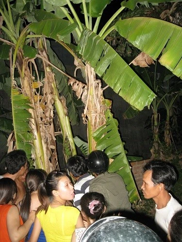 Người dân hiếu kỳ đổ xô xem chuối “lạ”