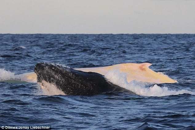 Phát hiện con cá voi lưng gù bạch tạng cực hiếm ở Australia ảnh 2 Phát hiện con cá voi lưng gù bạch tạng cực hiếm ở Australia ảnh 2