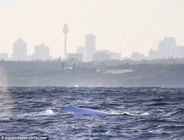 Phát hiện con cá voi lưng gù bạch tạng cực hiếm ở Australia ảnh 3 Phát hiện con cá voi lưng gù bạch tạng cực hiếm ở Australia ảnh 3