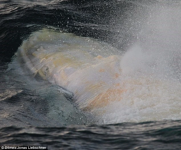 Phát hiện con cá voi lưng gù bạch tạng cực hiếm ở Australia ảnh 4 Phát hiện con cá voi lưng gù bạch tạng cực hiếm ở Australia ảnh 4