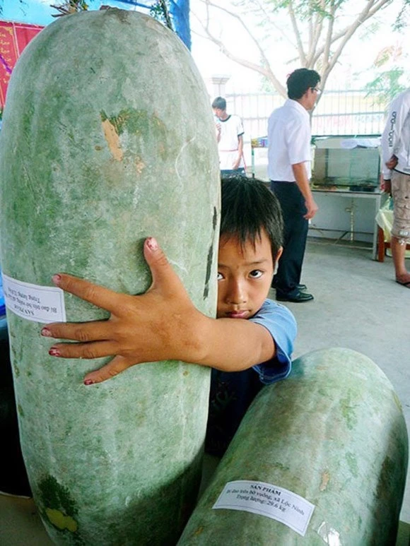 Trái bí đao nặng cả tạ, to như heo rừng ảnh 1 Trái bí đao nặng cả tạ, to như heo rừng ảnh 1