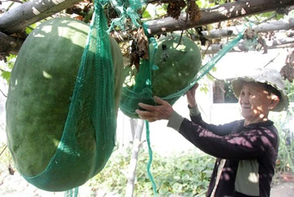 Trái bí đao nặng cả tạ, to như heo rừng ảnh 5 Trái bí đao nặng cả tạ, to như heo rừng ảnh 5