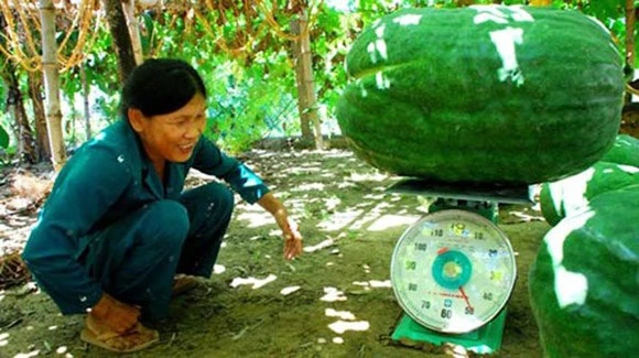 Trái bí đao nặng cả tạ, to như heo rừng ảnh 7 Trái bí đao nặng cả tạ, to như heo rừng ảnh 7