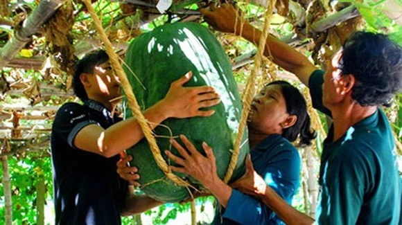 Trái bí đao nặng cả tạ, to như heo rừng ảnh 6 Trái bí đao nặng cả tạ, to như heo rừng ảnh 6