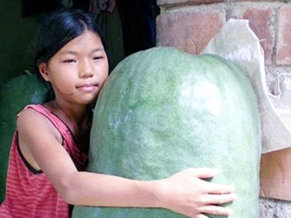 Trái bí đao nặng cả tạ, to như heo rừng ảnh 8 Trái bí đao nặng cả tạ, to như heo rừng ảnh 8