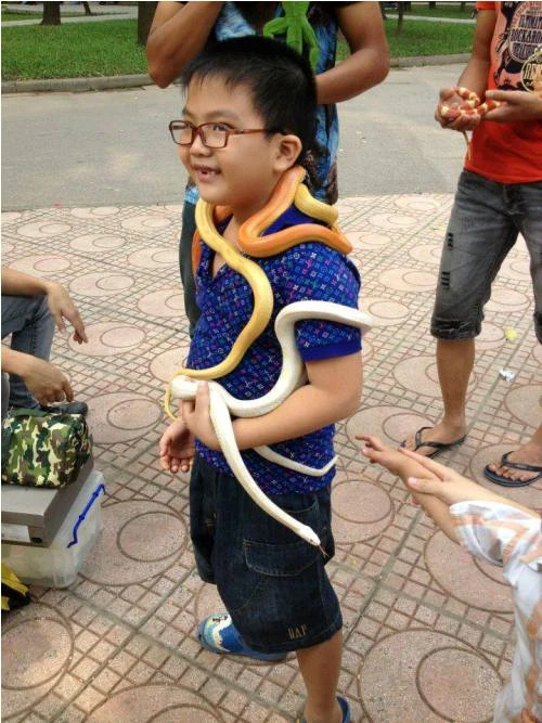 Nhiều dân chơi thường quấn rắn đầy người đi dạo công viên để thể hiện bản lĩnh. 