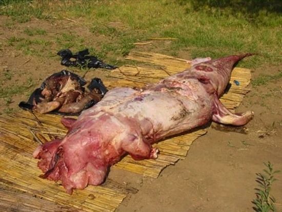 Mổ bụng cá sấu thấy thi thể người chưa phân huỷ ảnh 4