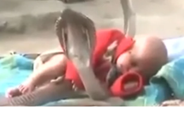Em bé được bốn con rắn hổ mang chúa bảo vệ trong lúc ngủ ảnh 1