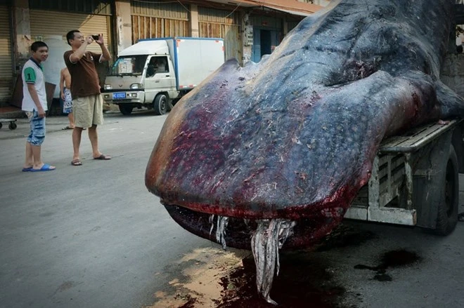 Phát hiện "quái vật biển" hình thù kỳ dị dài gần 5m ở Trung Quốc ảnh 3