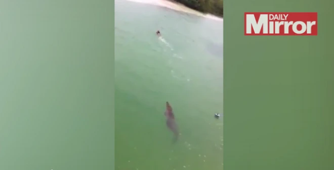 Thót tim với cảnh cá sấu khổng lồ truy sát người bơi dưới sông ảnh 1