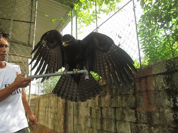 Bỗng dưng đại bàng giá 5.000 USD bay vào nhà ảnh 1