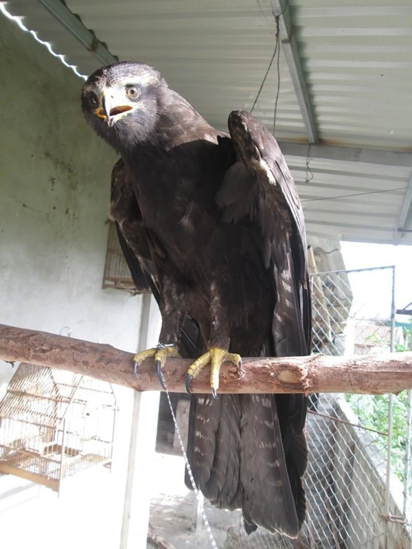 Bỗng dưng đại bàng giá 5.000 USD bay vào nhà ảnh 2