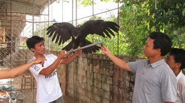 Bỗng dưng đại bàng giá 5.000 USD bay vào nhà ảnh 3