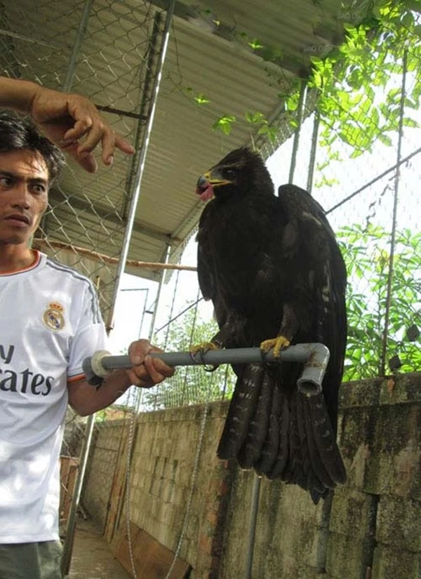 Bỗng dưng đại bàng giá 5.000 USD bay vào nhà ảnh 5