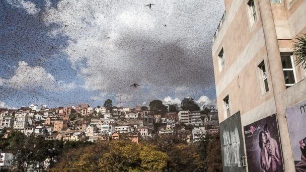 Hàng triệu con châu chấu bay giữa đường làm giao thông hỗn loạn ảnh 1