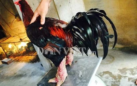 Năm 2013, anh Vũ đã bán một cặp gà 