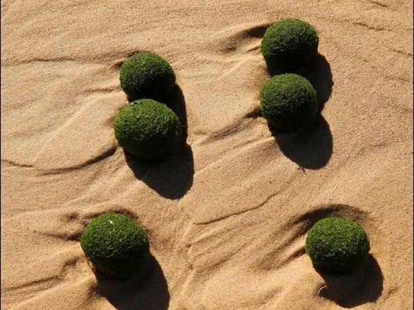 Phát hiện những “quả trứng xanh” kỳ lạ dạt vào bờ biển Sydney ảnh 1