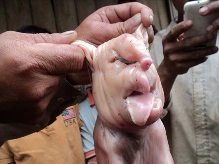 Heo con có đầu giống voi