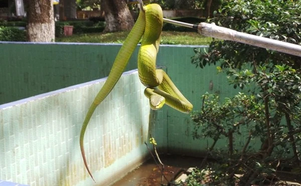 Những loài rắn cực độc ở trại rắn lớn nhất Việt Nam ảnh 11