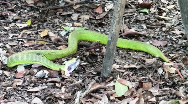 Những loài rắn cực độc ở trại rắn lớn nhất Việt Nam ảnh 12