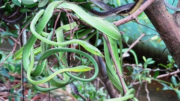 Những loài rắn cực độc ở trại rắn lớn nhất Việt Nam ảnh 13