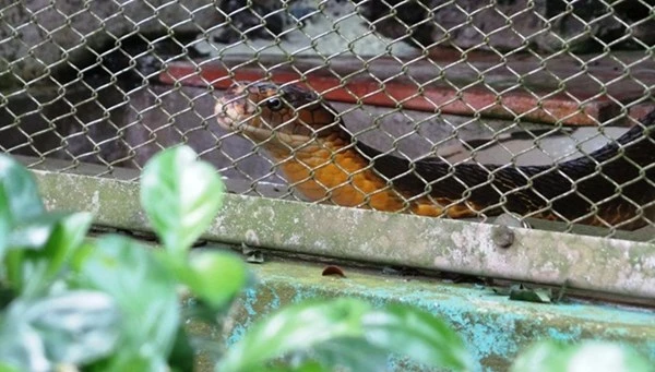 Những loài rắn cực độc ở trại rắn lớn nhất Việt Nam ảnh 4